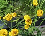 . Лютик едкий махровый ( Ranunculus acris flore pleno)
