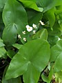 №203 . Стрелолист широколистный (Sagittaria latifolia)