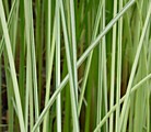 № 207. Камыш озерный 'Albescens'