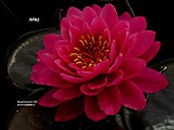 №41 Siam Dahlia