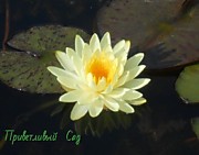 №58.'Lemon Chiffon'