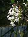 №227.Вахта трехлистная ( Menyanthes trifoliata)