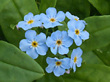№226.Незабудка болотная гиб.(Myosotis palustris cv.)