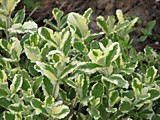 №225.Мята вариегатная( Mentha sp.)