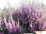№223.Дербенник иволистный (Lythrum salicaria)