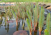 №222.Водяная сосенка,хвостник.( Hippuris vulgaris)